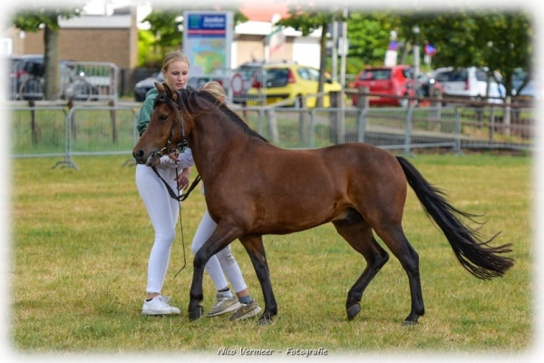 lexicon herstel In beweging Kinderpony's te koop | Boerderij de Ettingen