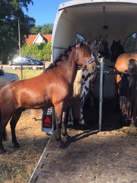 Kinderpony's te koop Boerderij de