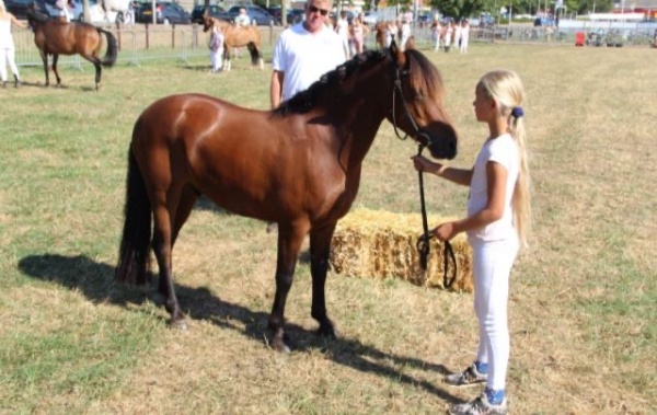 Kinderpony's te koop Boerderij de